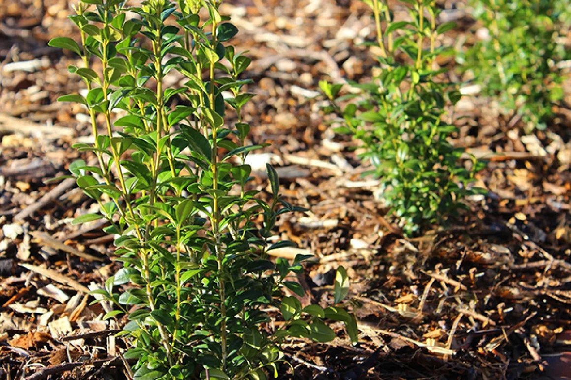 Drei kleine Buchsbäume im Garten